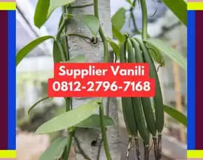 0812,2796,7168 Pabrik Vanili Di Tuban
