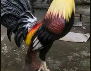 Jasa Pembuatan Patung Maskot Di Makassar, Sulawesi Selatan  Kreatif & Berkualitas.