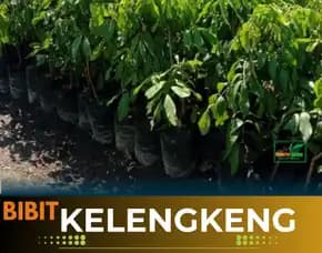 Agrocenter  Bibit Kelengkeng Dataran Rendah