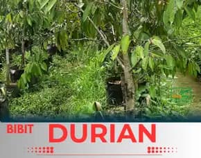 Sentra Pengadaan Bibit Durian Musang King Siap Buah