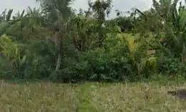 Dijuak 29,13 Are, Jl. B R. Sangging Pantai Kelating Kerambitan Tabanan