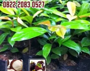 0822.2083.0527 (Tsel) Sentral Bibit, Bibit Manggis Super, Bibit Manggis Super