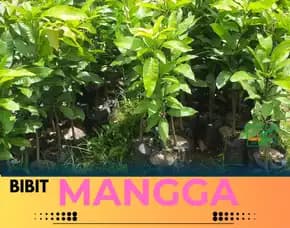 Hortikultura Bibit Unggul  Mangga Alpukat Yogyakarta