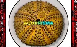 1 Pcs Cangkang Bulu Babi Big Golden Colobocentrotus Atratus Sea Urchins Grade A+