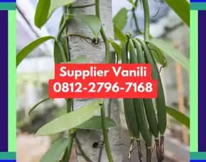 0812,2796,7168 Jual Bibit Vanili Terdekat Di Malang