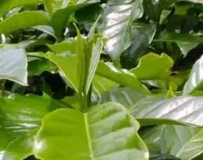 0851 8900 8260 ( Tsel ) Sentra Bibit Kopi, Bibit Kopi Arabika
