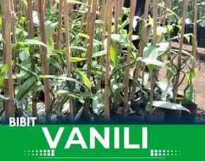 Sentral  Bibit Vanili Di Bandung