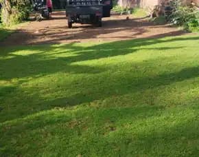 Harga Rumput Jepang Kota Blitar Termurah