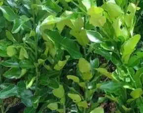 Sentra Bibit,  Bibit Jeruk Purut Di Purworejo