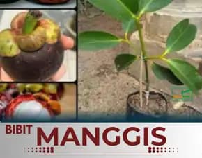 Sentra Bibit Manggis , Kebun Bibit Manggis, Bibit Manggis Lumajang