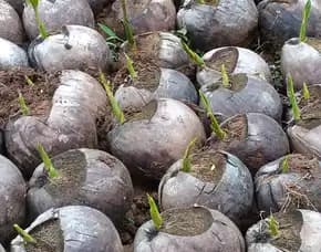 Sentra Bibit Kelapa, Bibit Kelapa Hibrida Riau