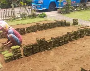 Jual Rumput Golf Kota Batu Terbaik