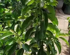 Hortikultura Buah   Bibit Alpukat Bantul