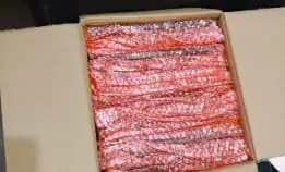 Jasa Import Jepang
