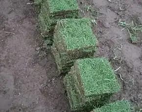 Jual Rumput Jepang Ponorogo Terdekat