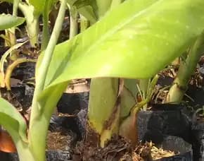 0851 8900 8260 (Tsel) Sentral  Harga Bibit Pisang Raja Bulu Kuning,  Bibit Pisang Raja Bulu Murah, Beli Bibit Pisang Raja