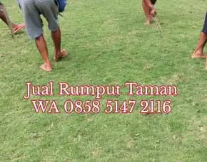 Harga Rumput Jepang Probolinggo Permeter