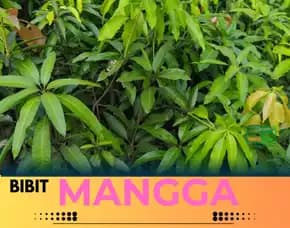Hortikultura   Bibit Unggul  Mangga Pendek