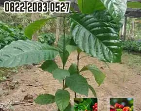 0822 2083 0527 ( Tsel ) Sentra Bibit Kopi, Bibit Kopi Robusta Jember