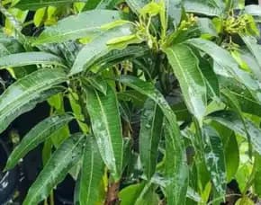 Bibit Unggul  Mangga Jawa Timur