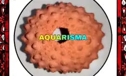 1 Pcs Cangkang Bulu Babi Big Oren Echinus Tylodes Echinoidea Sea Urchins Grade A+