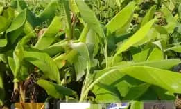 Wa 0822.2083.0527 Harga Bibit Pisang Nangka