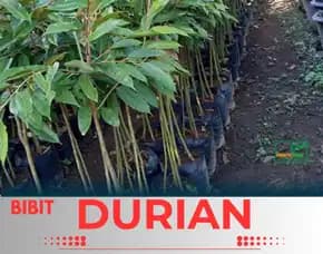 Sentra Pengadaan  Bibit Durian Montong Kaki 3