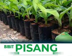Penjual Bibit Pisang Ambon