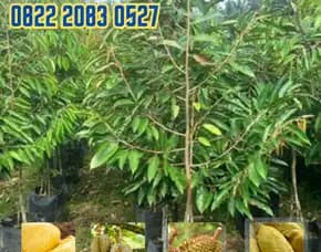 0822.2083.0527 (Tsel)  Hortikultura Buah  Bibit Durian Musang King Trubus Jogja