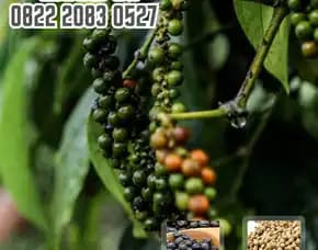 0822.2083.0527 (Tsel) Pusat Bibit,  Benih Lada Perdu