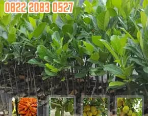 0822 2083 0527 ( Tsel ) Pusat Bibit Pertanian,  Bibit Nangka Di Malang