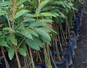 Hortikultura Buah Bibit Durian Montong Di Manado