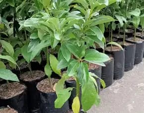 Hortikultura Buah   Bibit Alpukat Super Jumbo