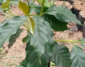 Sentral Bibit Kopi, Bibit Kopi Robusta Brazil