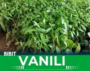 Sentral  Bibit Vanili Satu Ruas