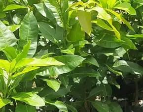 Hortikultura   Bibit Unggul  Mangga Besar