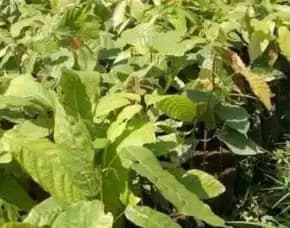 Sentra Bibit, Bibit Coklat Hibrida, Bibit Coklat Unggul Di Medan Pollarise