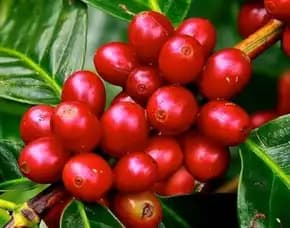 Sentra Bibit Kopi, Bibit Kopi Arabika Unggul Dan Bersertifikat