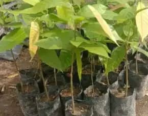 Sentra Bibit, Bibit Coklat Terbaik, Bibit Coklat Terdekat Pollarise