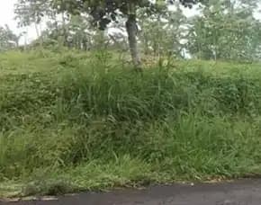 Dijual 1,98 Ha. Jl. Pucak Manik Wanagiri Sukasada Danau Buyan Bedugul Buleleng