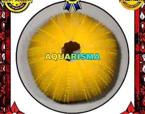 1 Pcs Cangkang Bulu Babi Bigs Kuning Echinus Melo Echinoidea Sea Urchins Grade A+