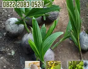 0822.2083.0527 (Tsel) Sentra Bibit Kelapa, Bibit Kelapa Hibrida Banjarmasin