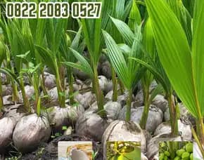 0822.2083.0527 (Tsel) Sentra Bibit Kelapa,   Bibit Kelapa Hibrida Yogyakarta