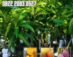 0822 2083 0527 (Tsel) Hortikultura   Bibit Unggul  Mangga Irwin Tangerang