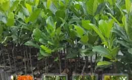 0822 2083 0527 ( Tsel ) Pusat Bibit Pertanian,  Bibit Nangka Sayur