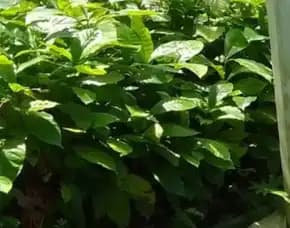 0851 8900 8260 ( Tsel ) Sentra Bibit Kopi, Harga Bibit Kopi Per Batang
