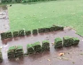 Jual Rumput Lapangan Sepak Bola Temanggung Terdekat