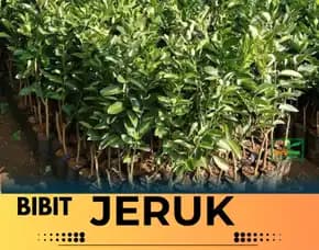 Hortikultura Buah Bibit Jeruk Keprok Di Jogja