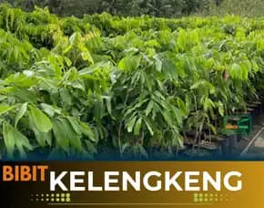 Agrocenter  Bibit Kelengkeng Bandung