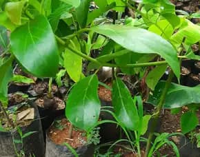 Hortikultura Buah  Bibit Alpukat Palembang